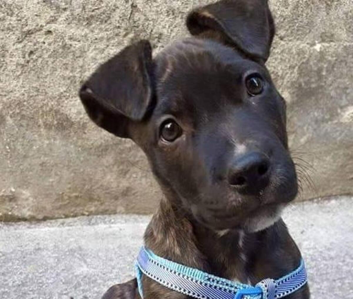 Si è smarrito questo cucciolo - 