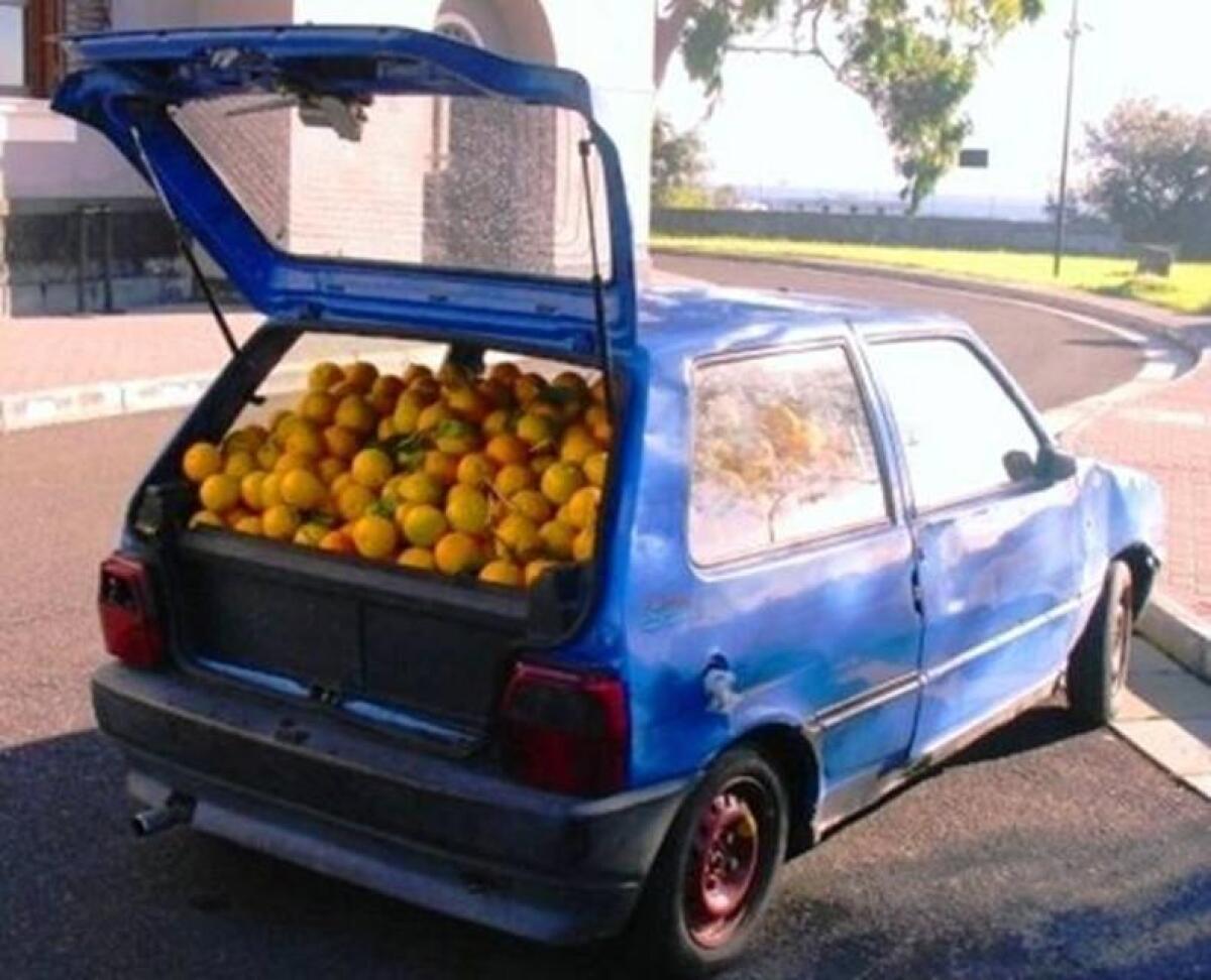 Allarme furti di agrumi nelle campagne: chiesto l'intervento del Prefetto - 