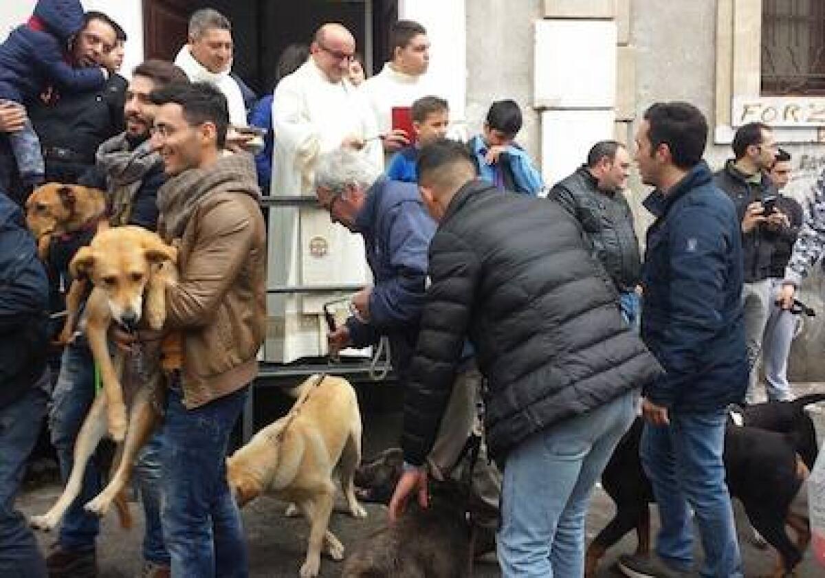 La benedizione degli animali in piazza Vittorio Veneto - 