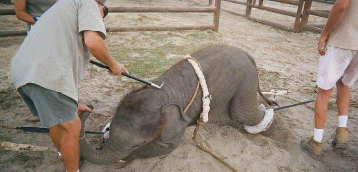 paternesi.com: "Vietiamo di ospitare in città il circo con animali" - 