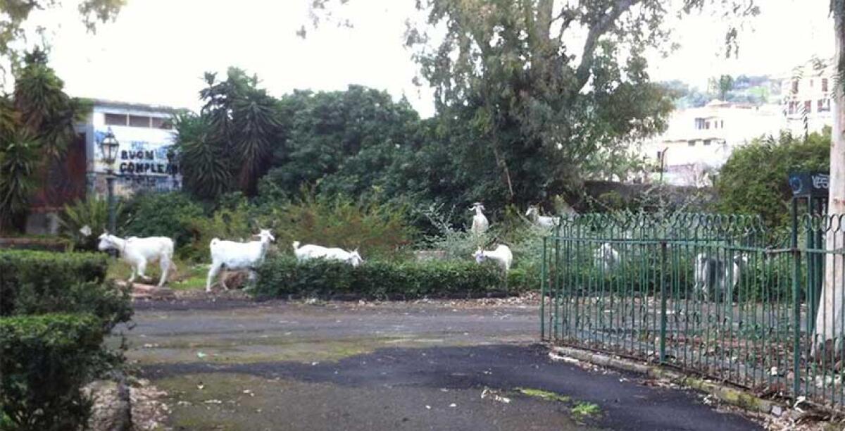 Quella foto-shock sulle capre alla Villa Moncada - 