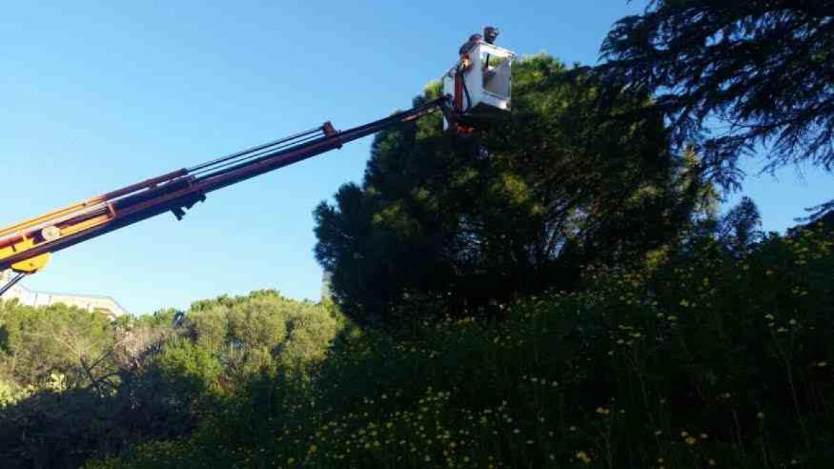 Al lavoro per eliminare i nidi di processionaria dagli alberi di pino - 