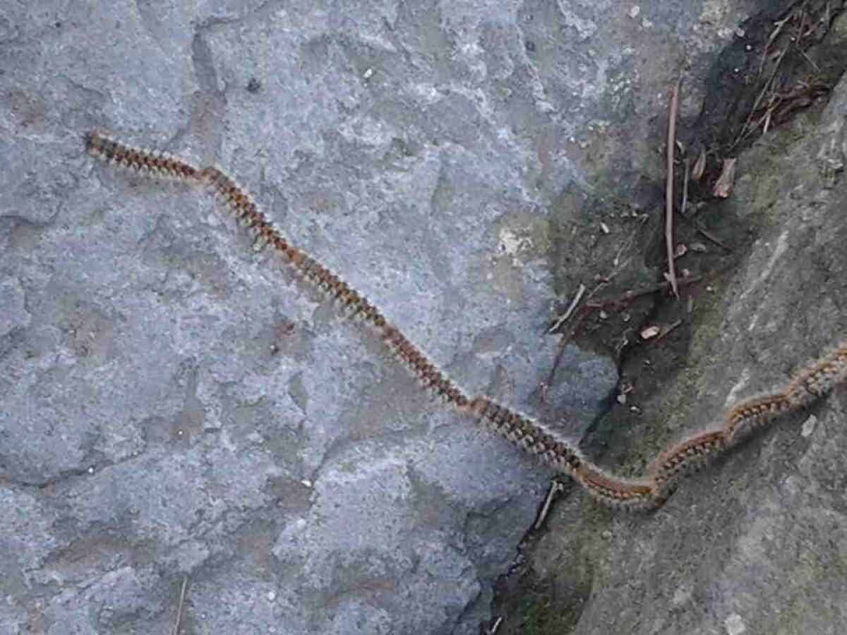 I nidi di processionarie: a Paternò esiste una programmazione di intervento? - 