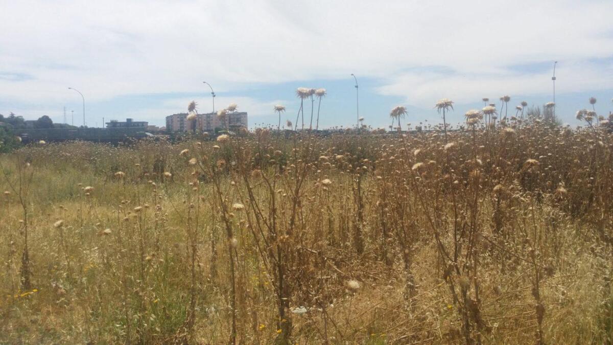 In vigore l'ordinanza di pulitura erbacce: ma il Comune non dà l'esempio - 