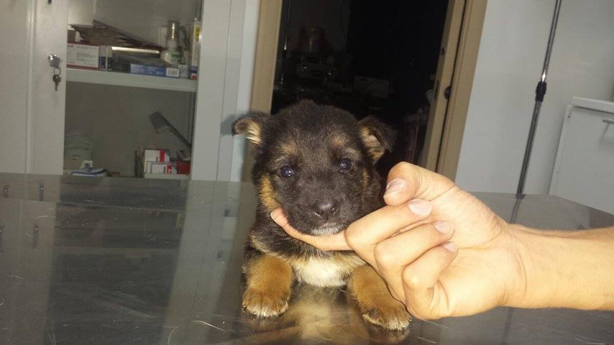 "Questo bel cucciolo è stato abbandonato: chi può adottarlo?" - 