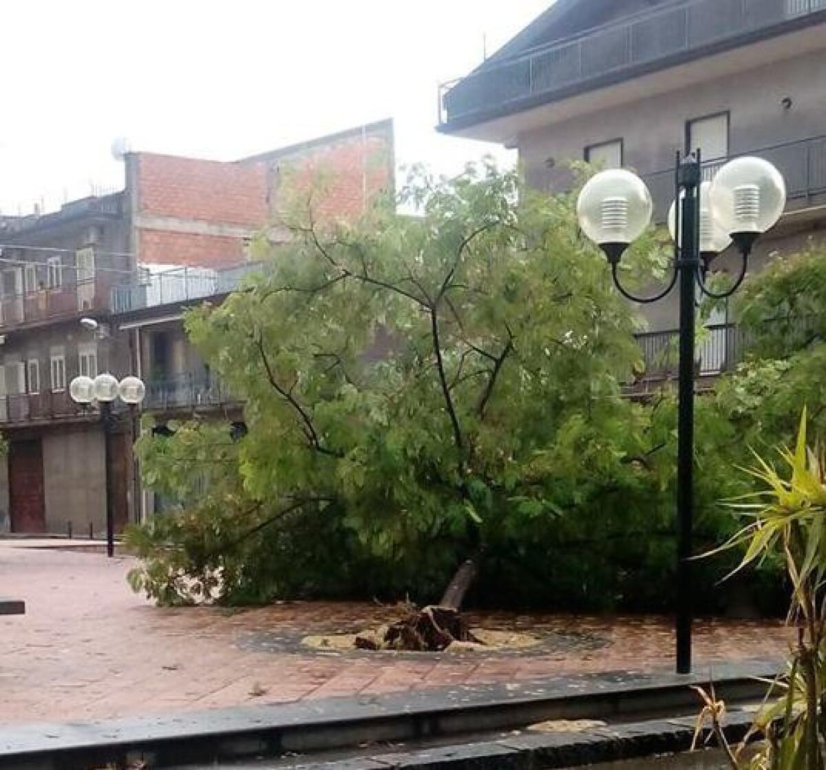 Dall'allagamento alla Biblioteca agli alberi caduti: tutti i danni del maltempo - 