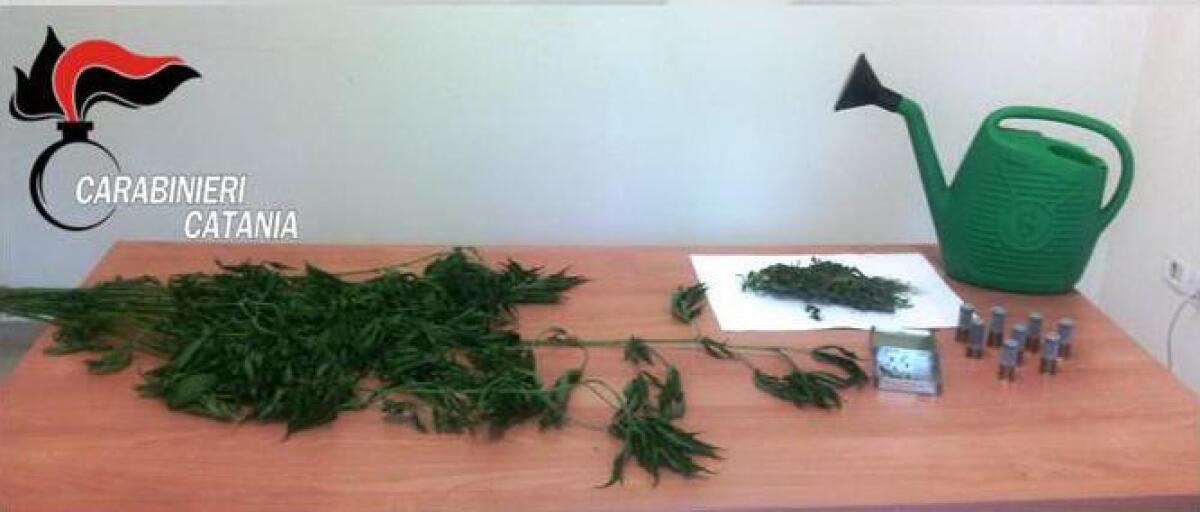 Sorpreso con 28 piante di canapa indiana: denunciato dai carabinieri - 