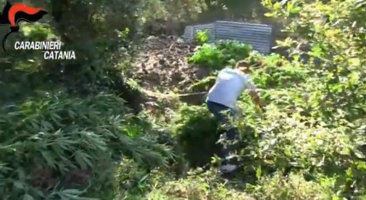 Il sequestro della piantagione: VIDEO - 