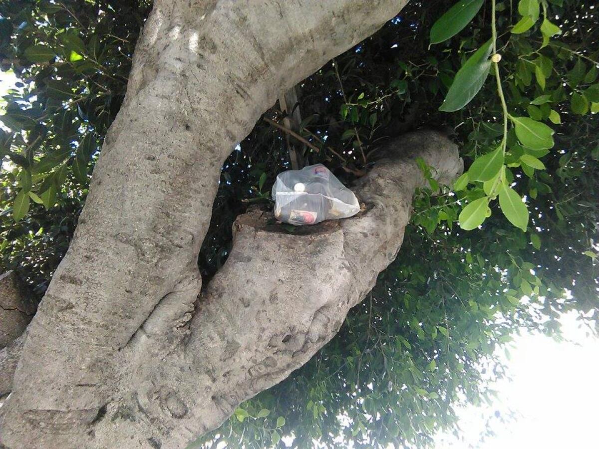 A Paternò la spazzatura si arrampica sugli alberi - 