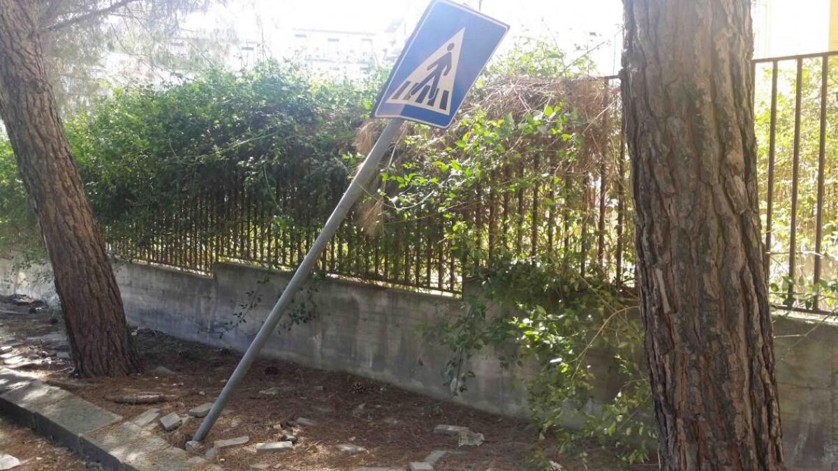 Viale Kennedy: via i pini per mettere in sicurezza la strada - 