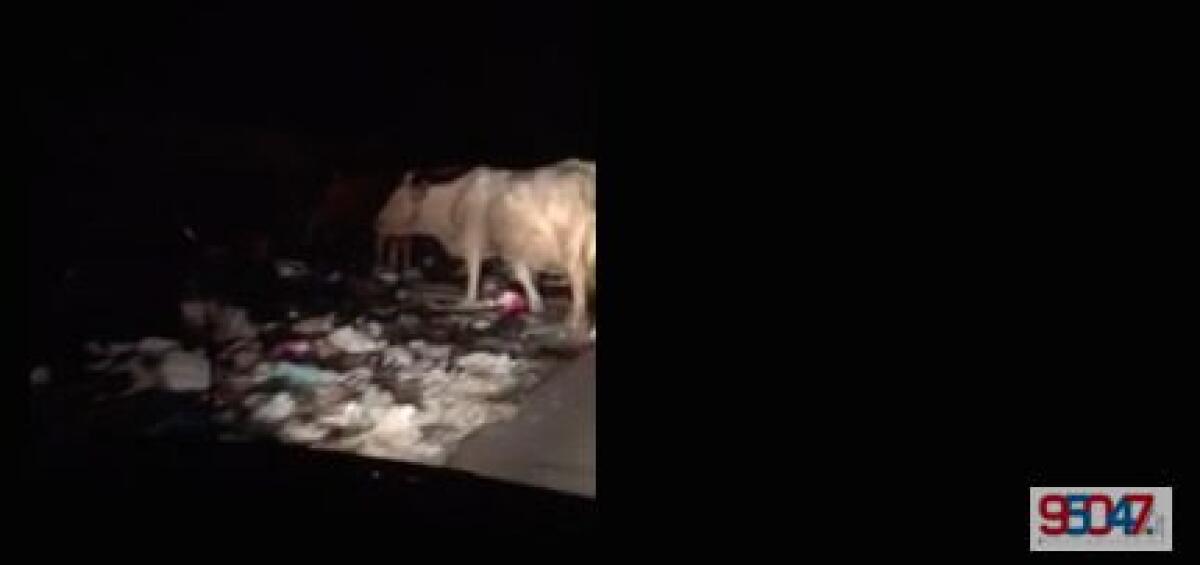 Paternò, le mucche che mangiano i rifiuti - 