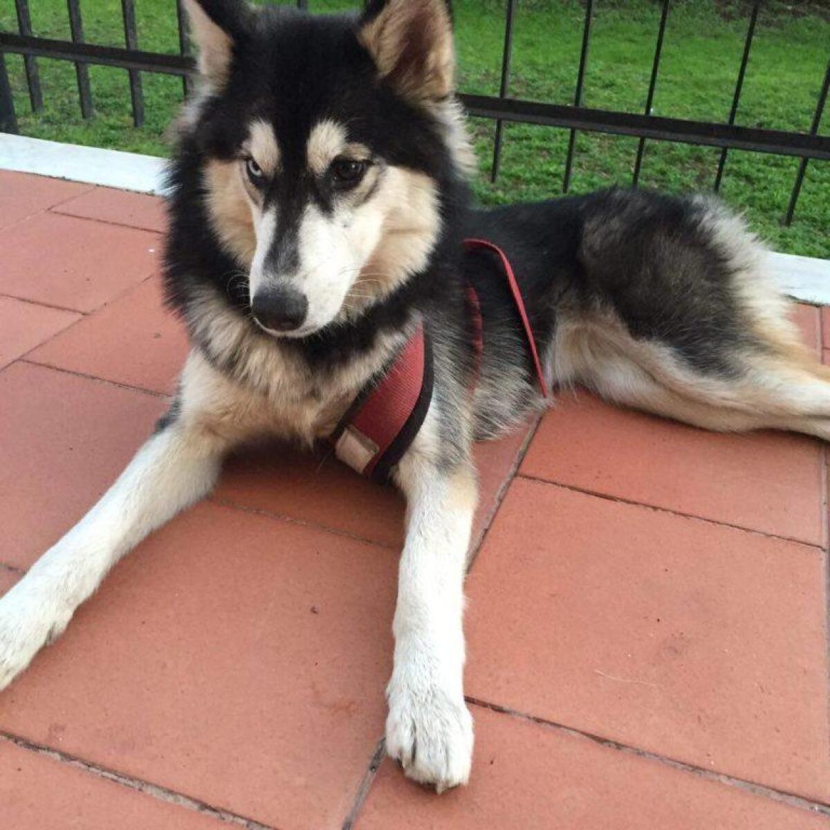 Smarrita questa cagnolina - 