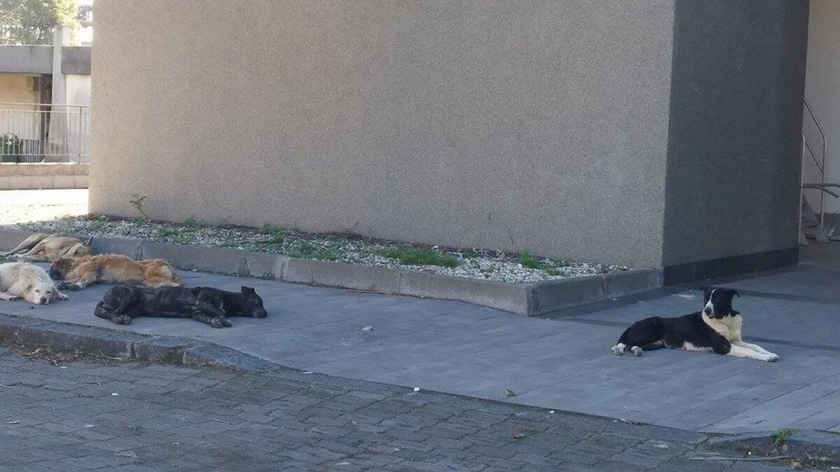 Troppi randagi al Cimitero nuovo - 