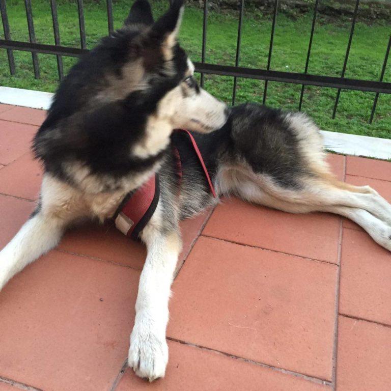 12459696_935037923255871_1188498295_n