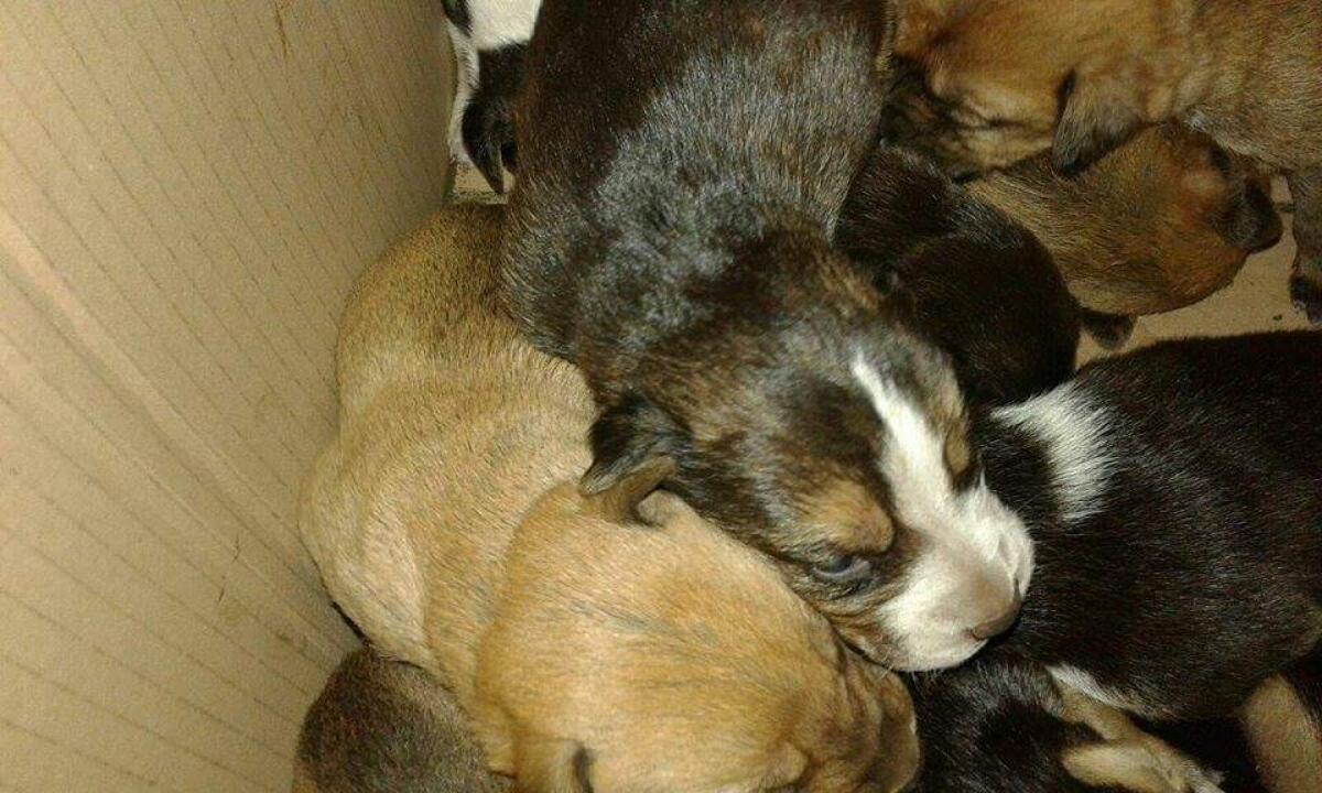 La coscienza che non c’è: cuccioli abbandonati e lanciati da un’auto - 