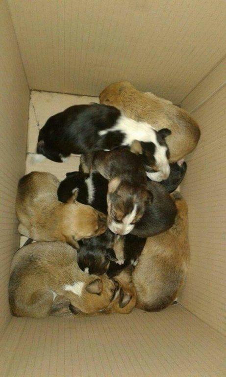 I cuccioli abbandonati in viale dei Platani