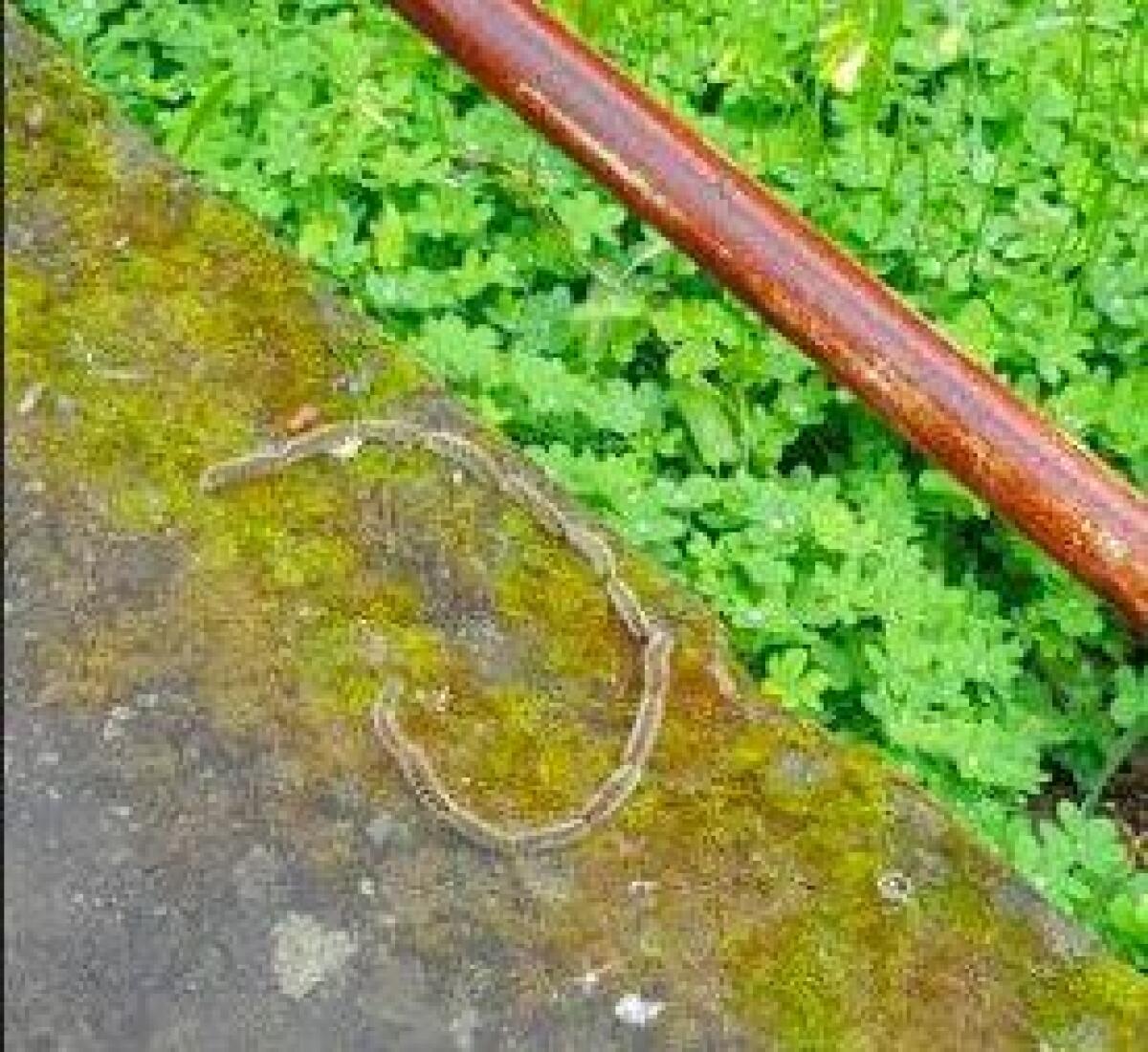 Intervento del Comune contro la processionaria - 