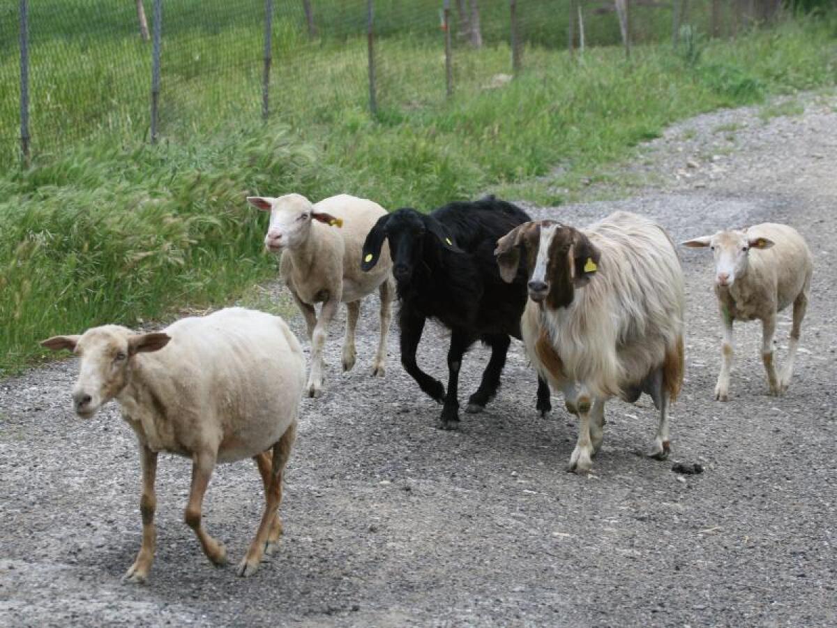 Maxi-sequestro di ovini e caprini alle spalle di viale dei Platani - 
