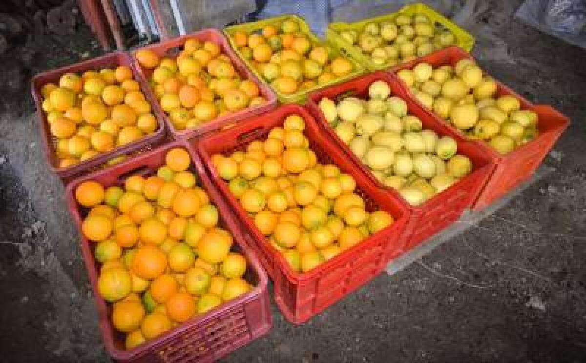 Altro furto d'arance: ai domiciliari 64enne paternese - 