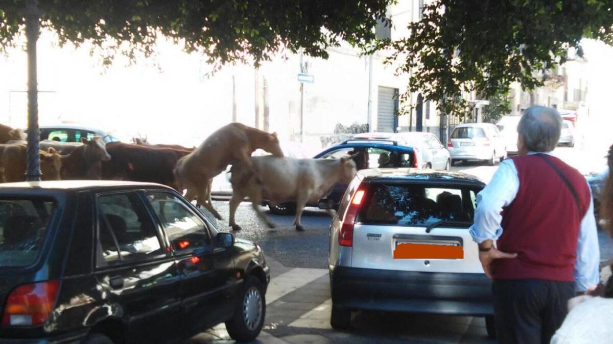 Piazza Umberto e Santa Barbara invase dalle vacche - 