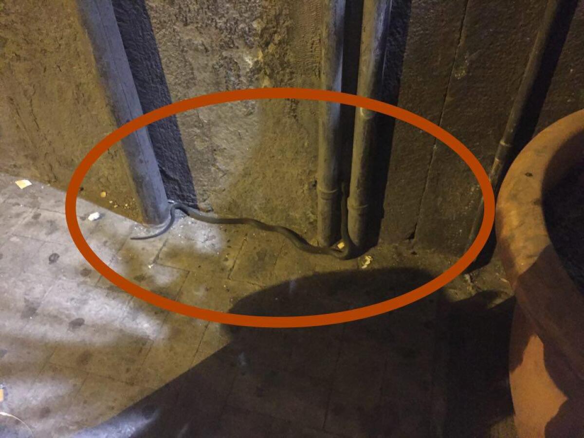 Una serpe alla Traversa - 