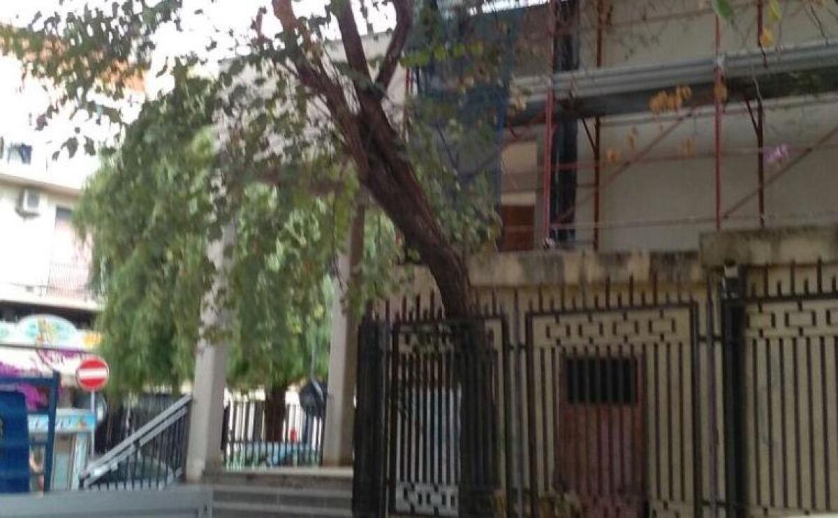 “Quell’albero è pericoloso: ma non interviene nessuno” - 