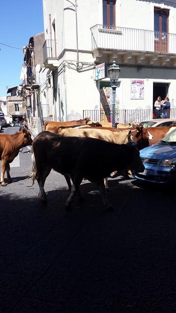 13181157_1077127405680675_792052907_n