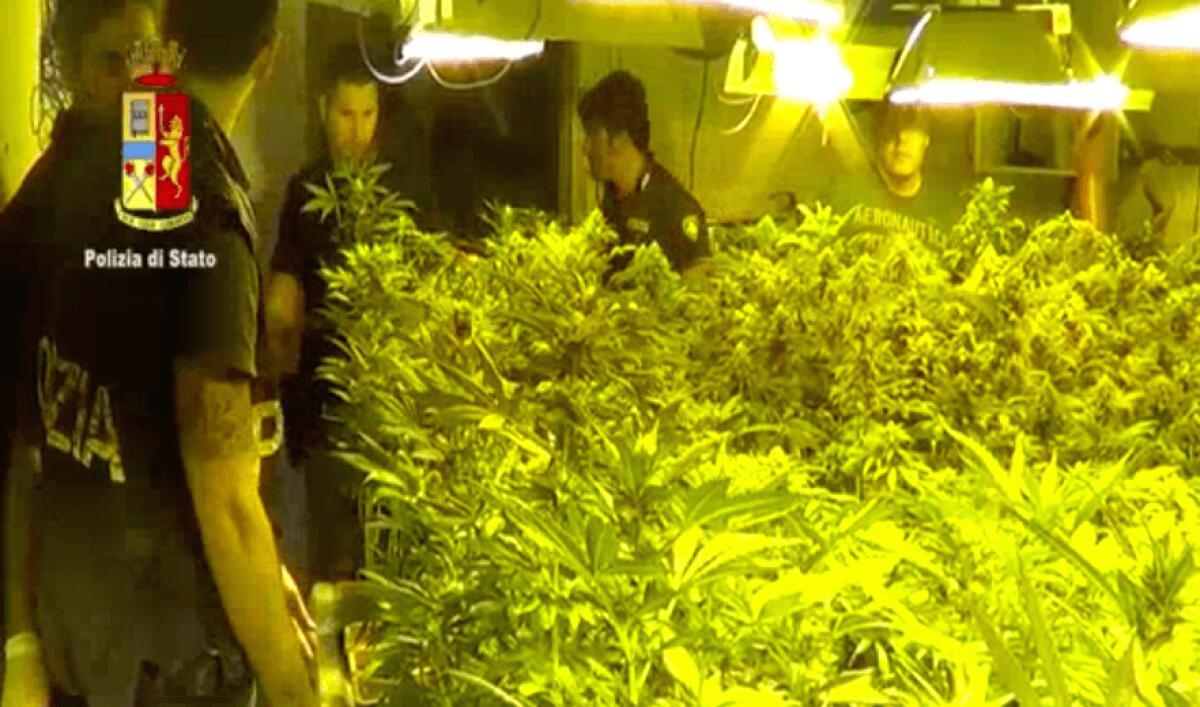 Sequestrata maxi-piantagione di marijuana - 