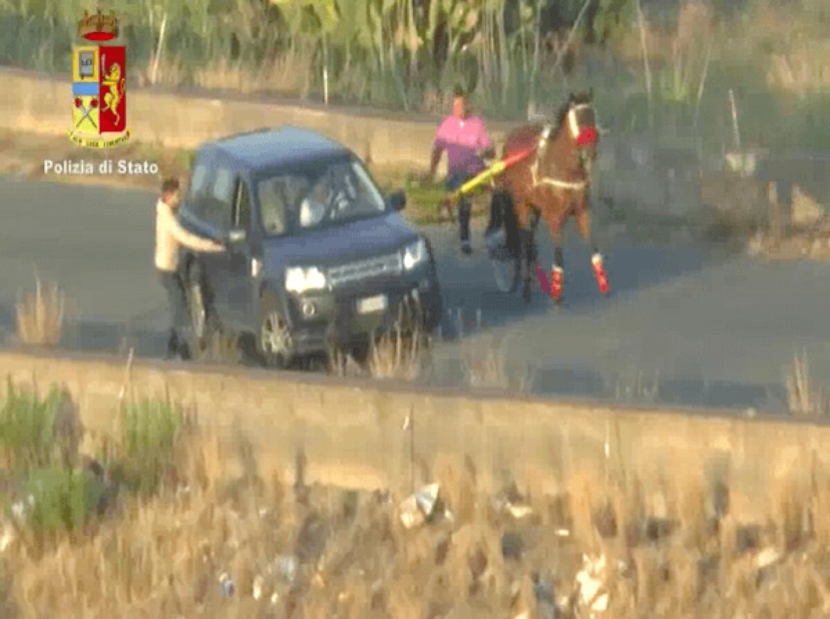 Scoperta e bloccata l'ennesima corsa clandestina di cavalli - 