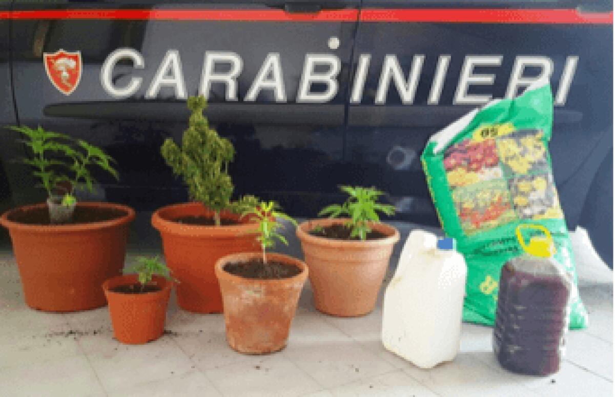 Coltivavano canapa indiana alle pendici dell’Etna: ai domiciliari - 