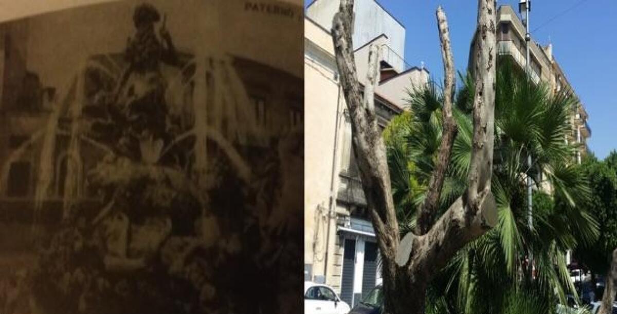 Dal “Dio Simeto” agli ulivi: siamo la città che azzera e ricomincia sempre daccapo - 