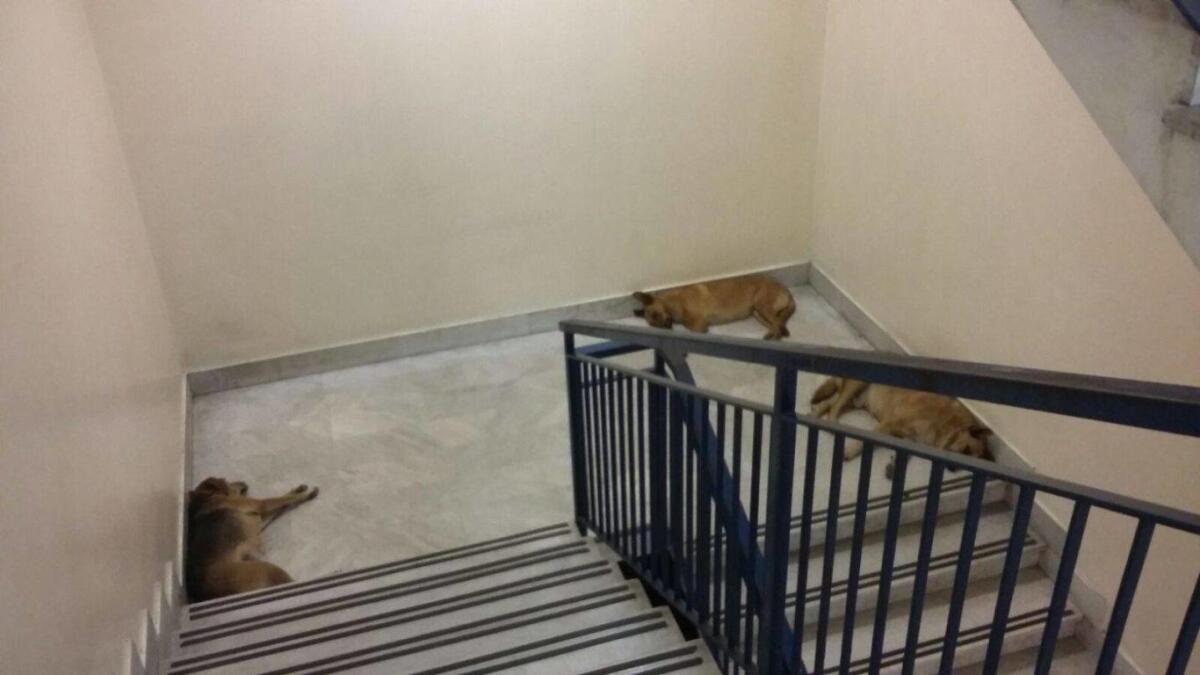 Ancora randagi in ospedale - 