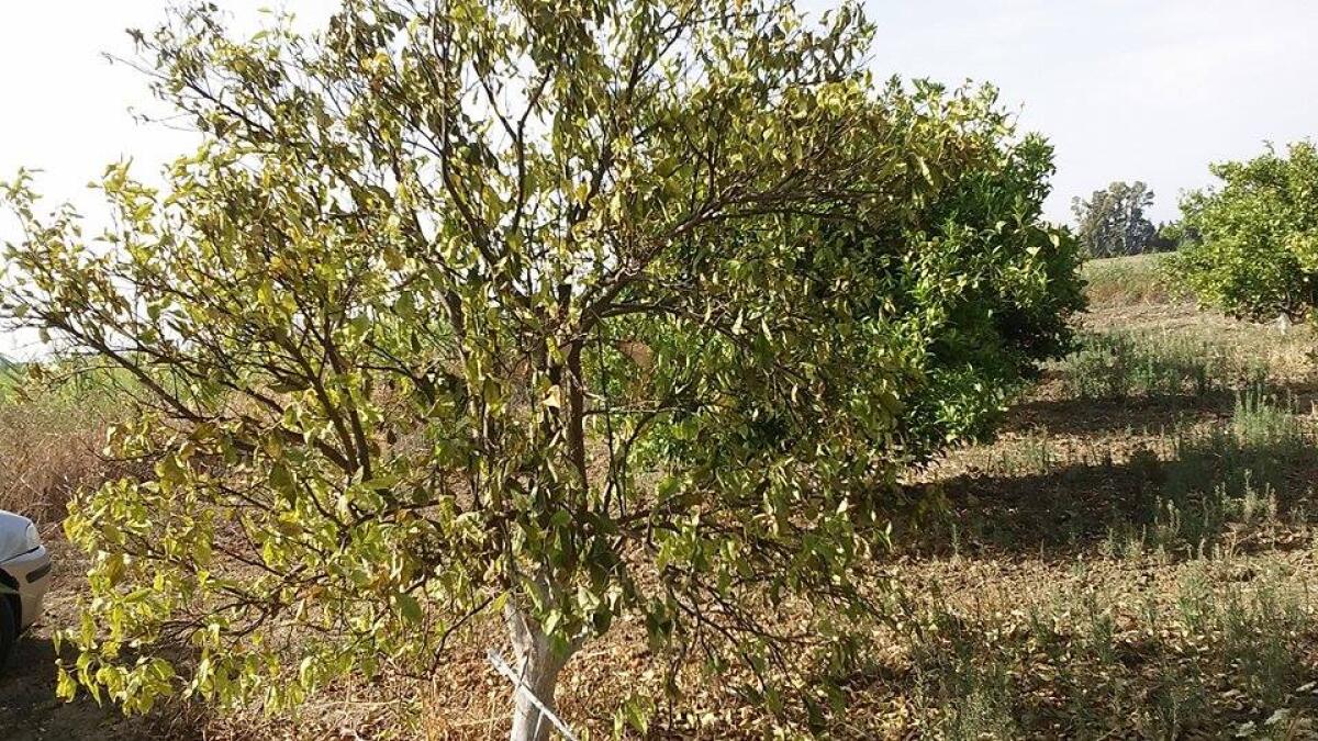 Rete colabrodo e acqua che si perde: l’agonia degli agricoltori a Iannarello - 