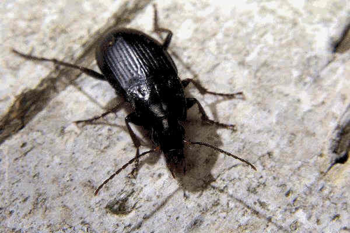 Scarafaggi in pasticceria, attività sospesa a Catania - 