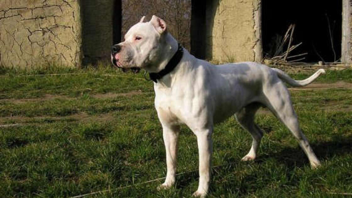 Mascalucia: bimbo muore sbranato da due cani - 