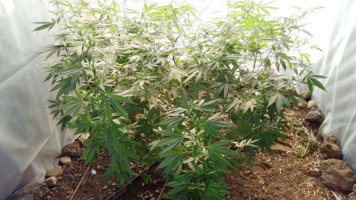 Coltivava canapa indiana: finisce ai domiciliari - 