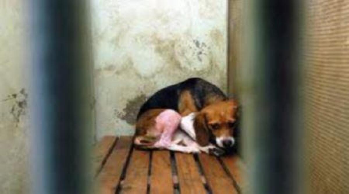 Violenti per apparire - 