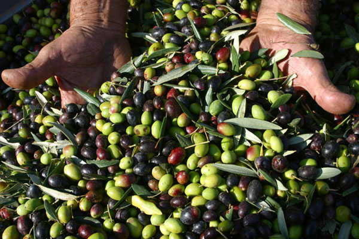 L'OLIO SICILIANO CONQUISTA LA DENOMINAZIONE IGP - 