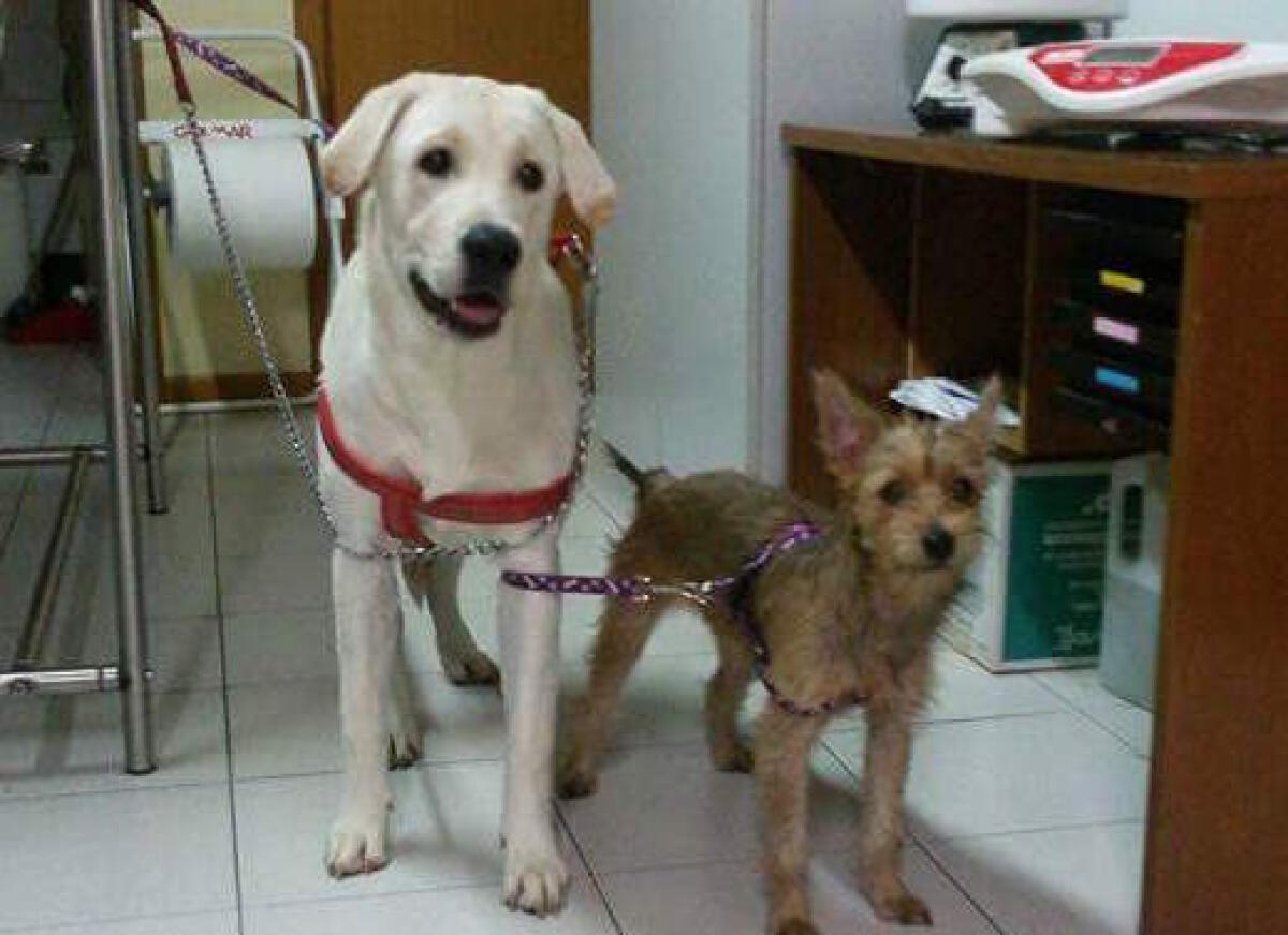 Abbandonati davanti allo studio veterinario: chi vuole adottarli? - 