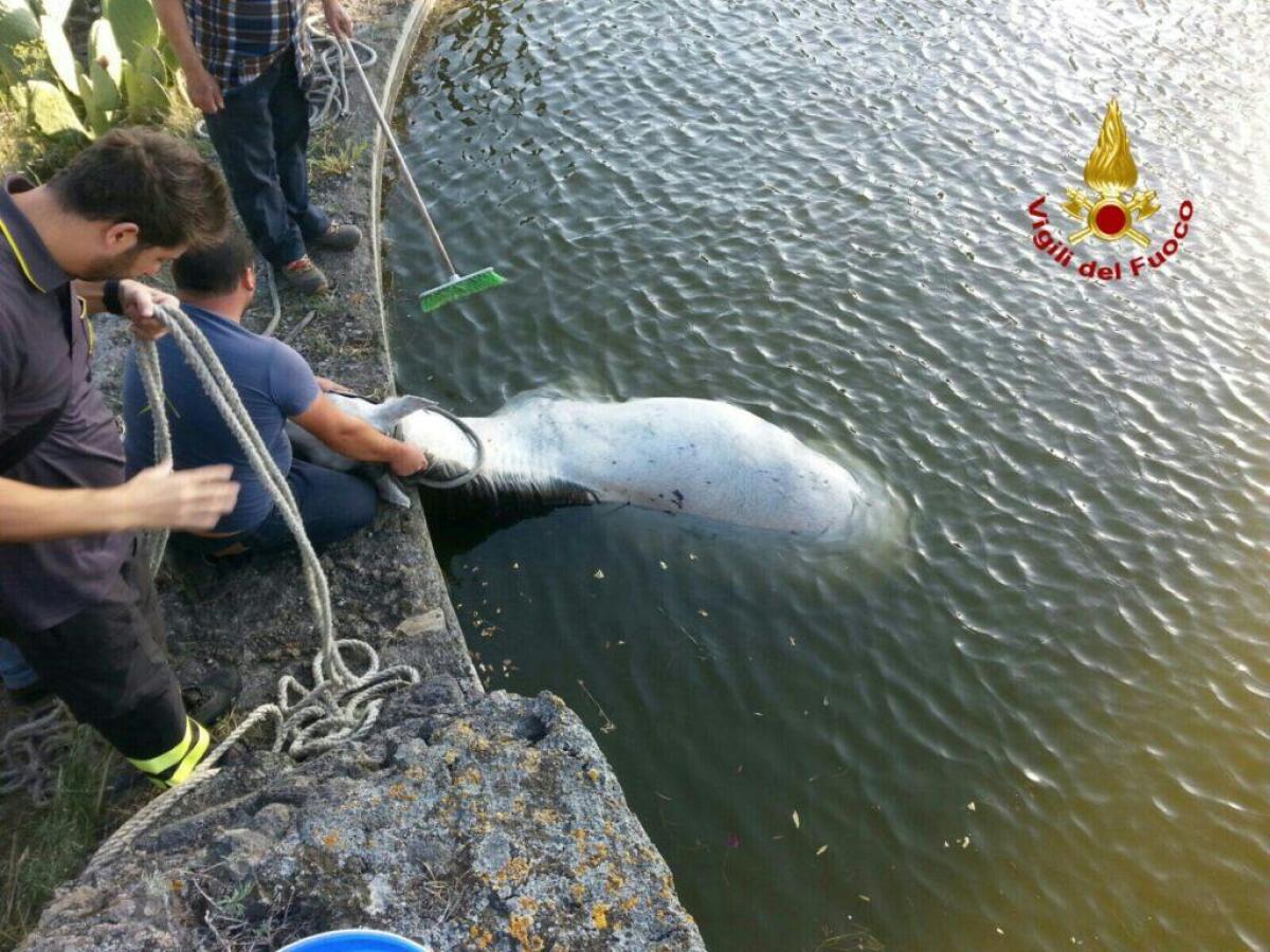 Il cavallo cade nell'invaso dell'irrigazione: salvato dai Vigili del Fuoco - 