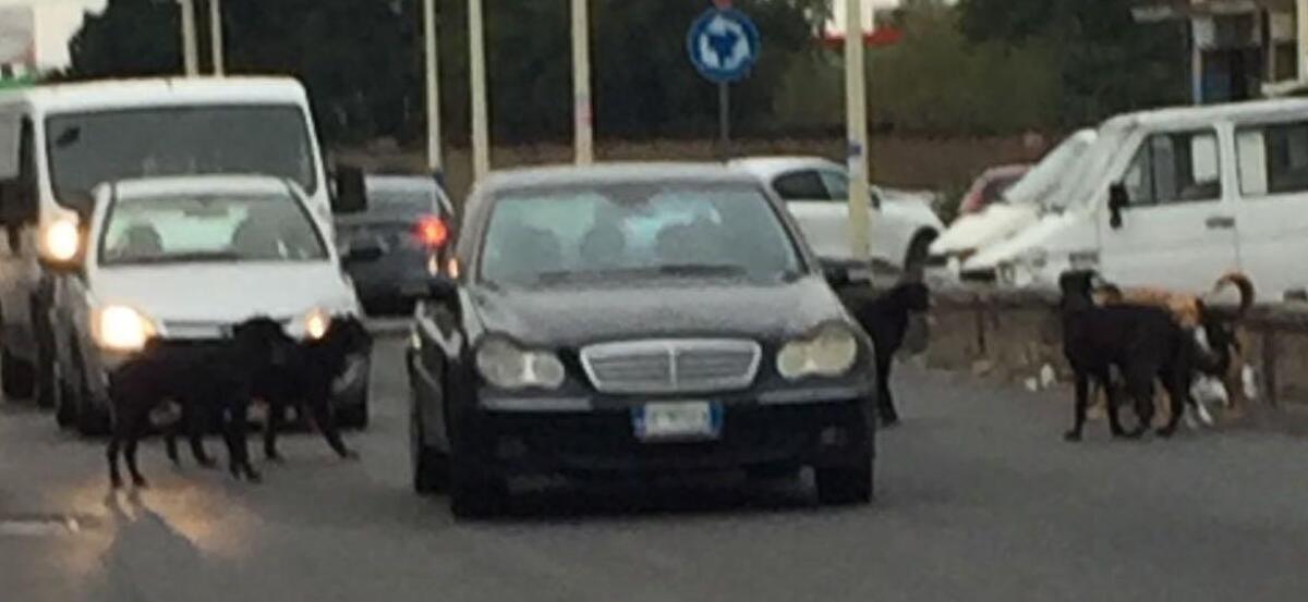 "I randagi in Corso Italia sono diventati un pericolo" - 