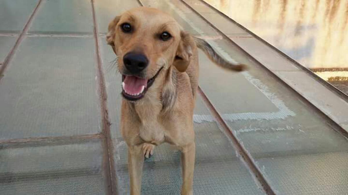 Uccisa da un pirata della strada "Gabriella": la meticcia in cura alle associazioni animaliste - 