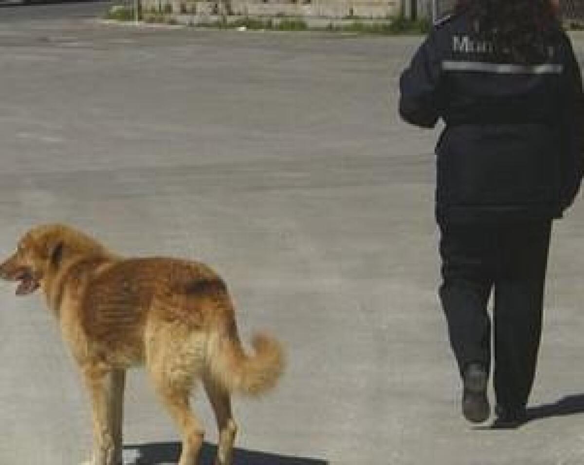 Quattro cani sfuggono al controllo del padrone e aggrediscono due donne - 