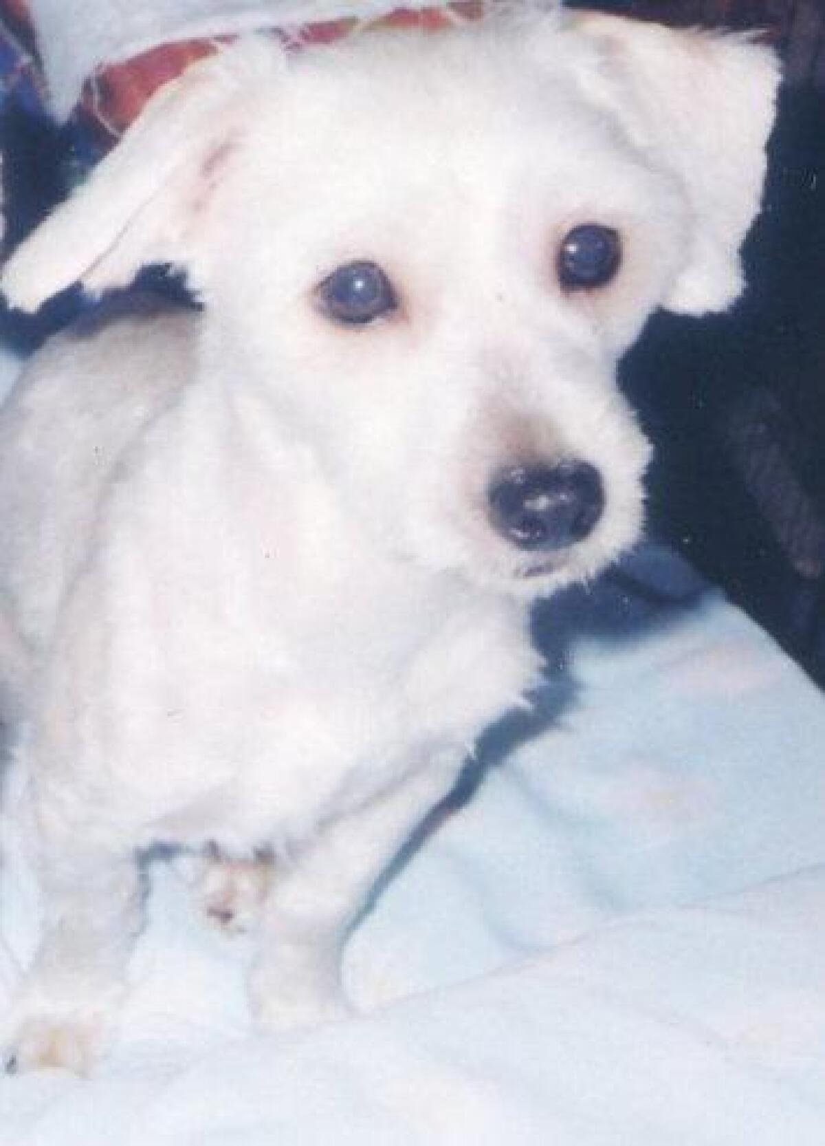 Cane smarrito, l’appello per ritrovarlo - 