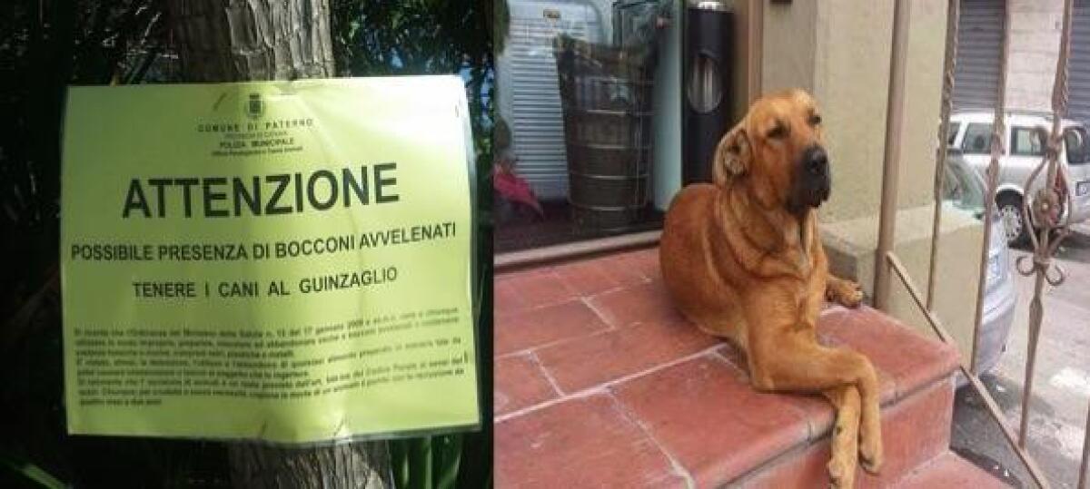 "Cani avvelenati, servono misure preventive, di gestione e repressive" - 
