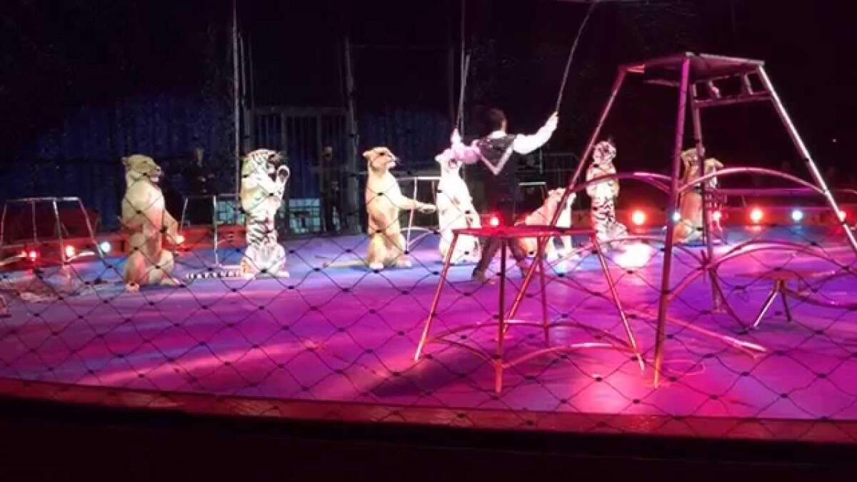 CATANIA: CONTROLLI AL CIRCO: RILEVATI GRAVI INFRAZIONI SULLA SICUREZZA E SULL'IGIENE - 