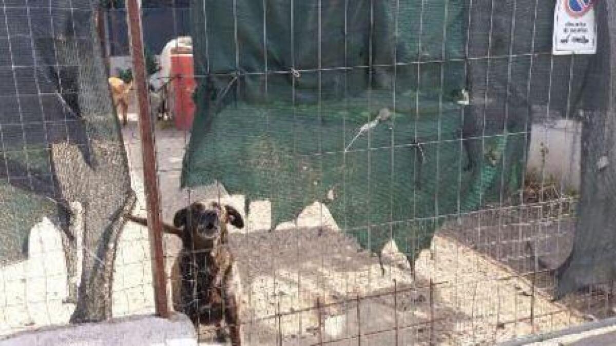 CATANIA: IL CANILE DELLA PLAYA È ABUSIVO, DENUNCIATI I DUE RESPONSABILI - 