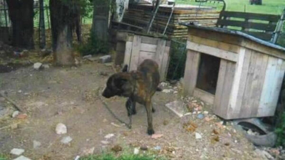 CATANIA: CANI MALTRATTATI, SEQUESTRI E DENUNCE DELLA POLIZIA - 