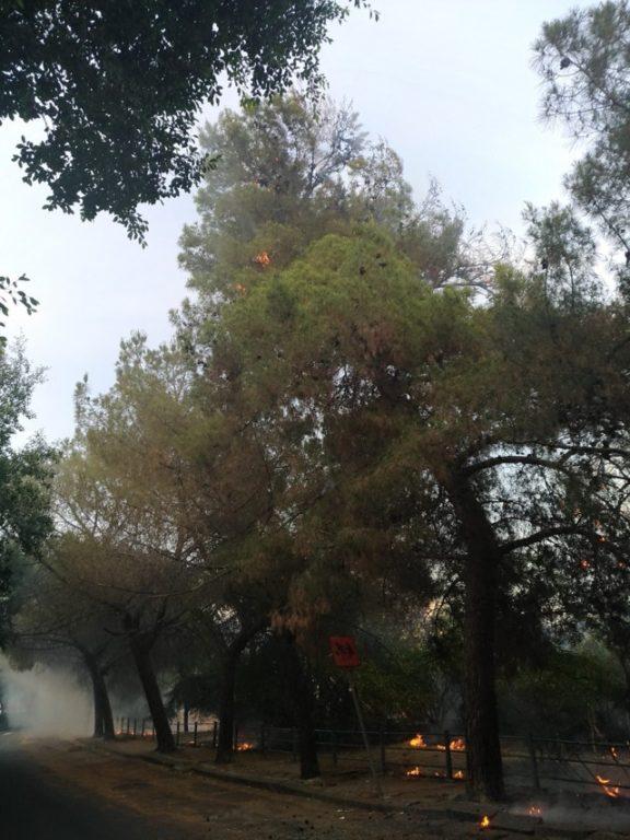 INCENDIO IN VIALE KENNEDY - FOTO