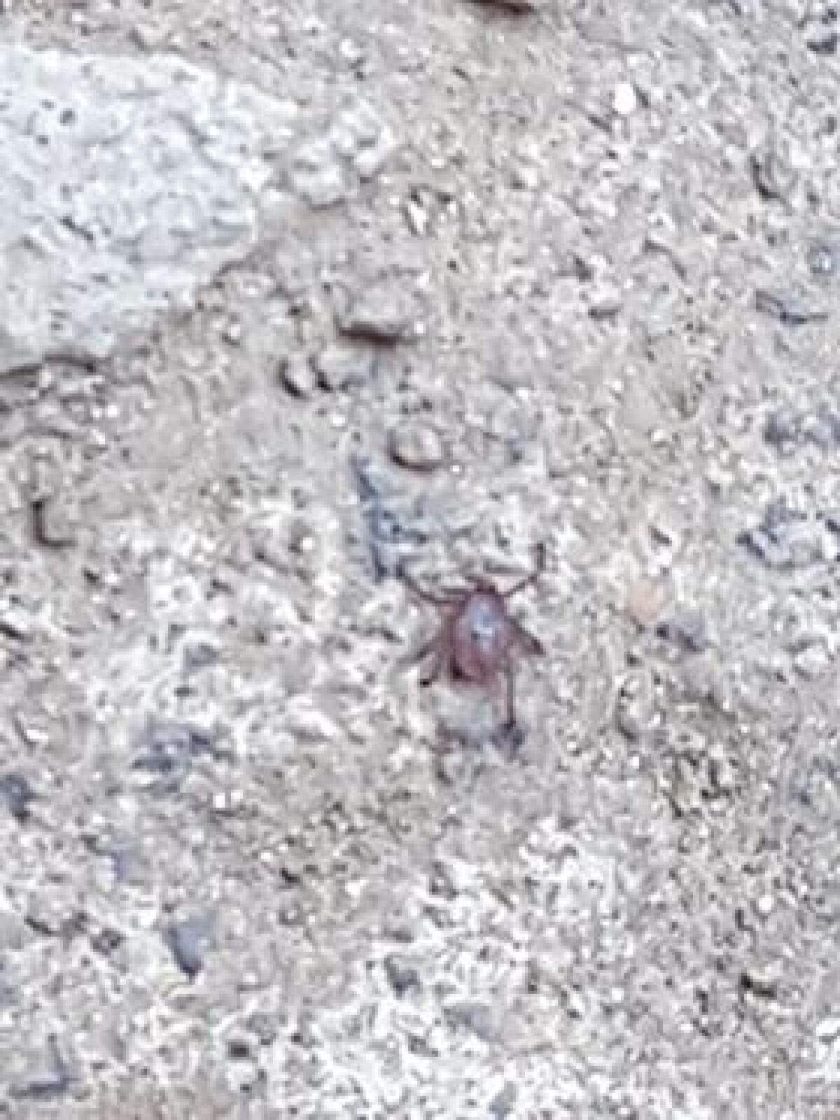 PATERNO' SEGNALAZIONE DI PRESENZA DI ZECCHE - 